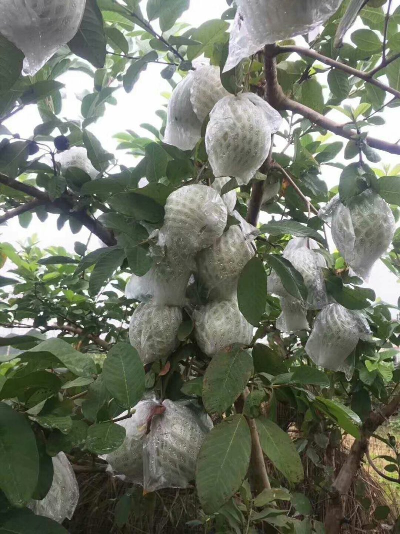 精品番石榴