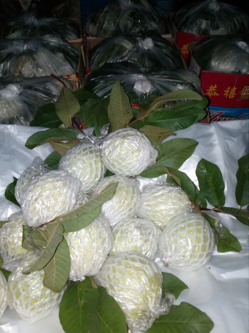 精品番石榴