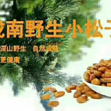 陇南野生开囗松籽