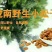 陇南野生开囗松籽