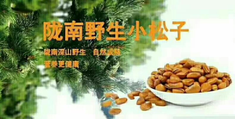 陇南野生开囗松籽