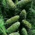 陇南野生开囗松籽