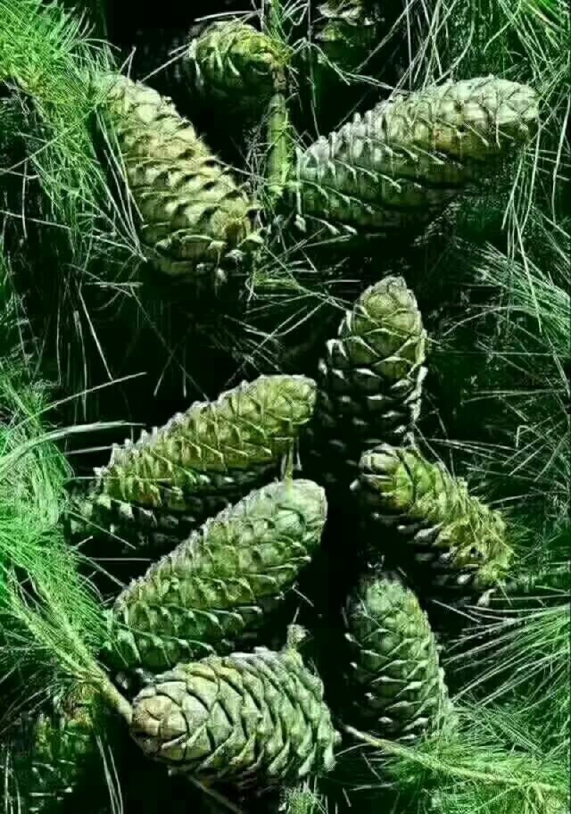 陇南野生开囗松籽