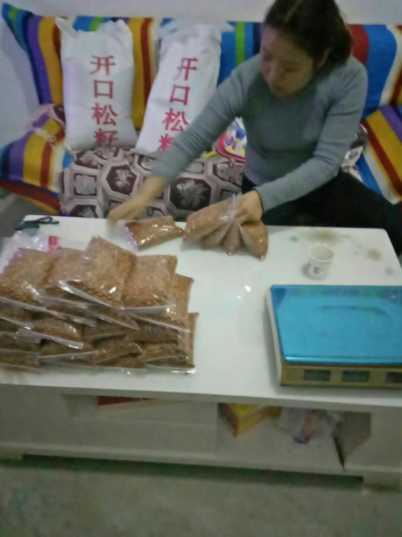 陇南野生开囗松籽