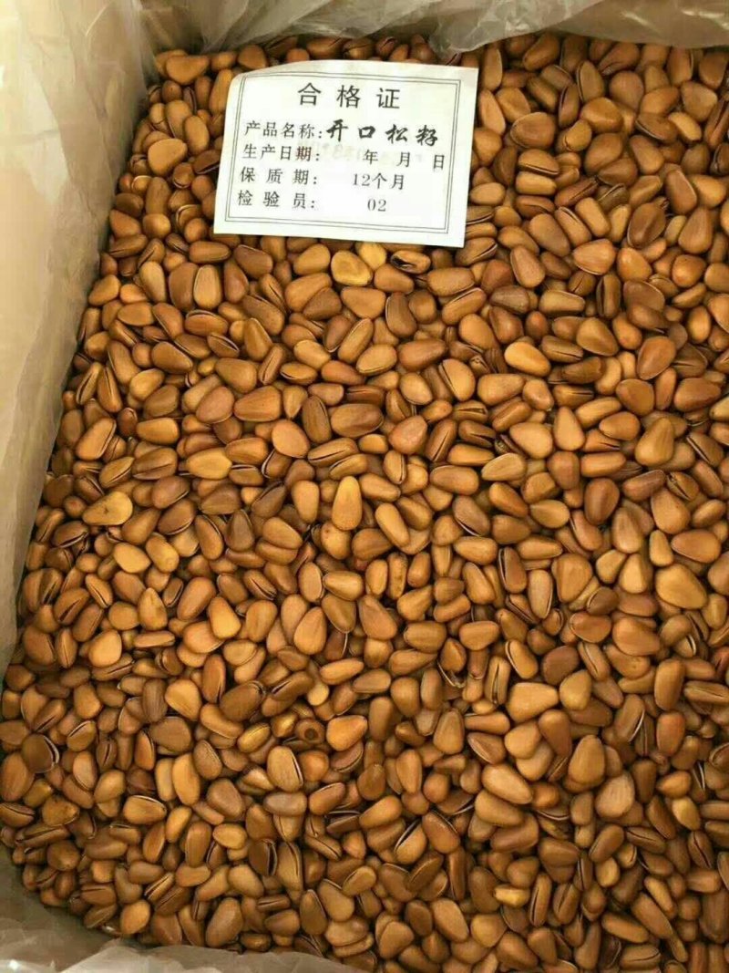 陇南野生开囗松籽