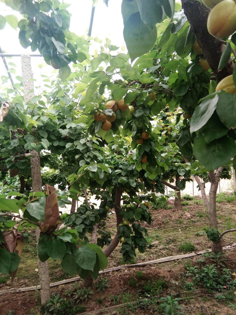 各种占地树杏树桃树苹果树
