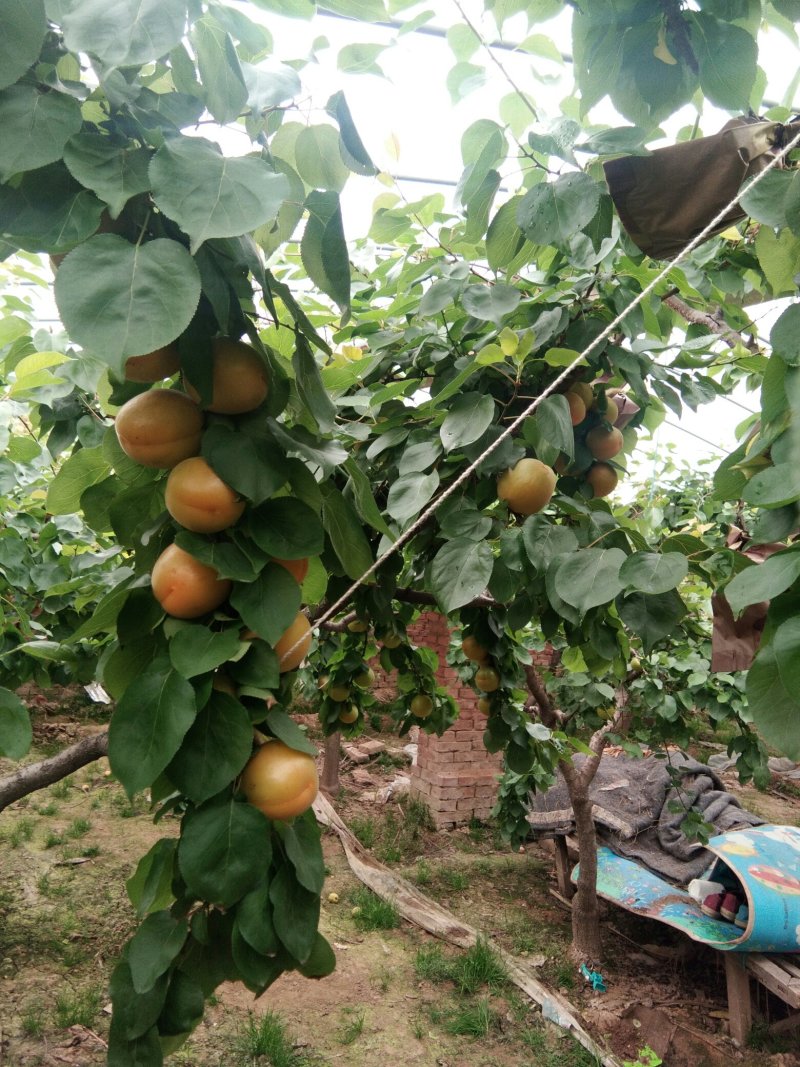 各种占地树杏树桃树苹果树