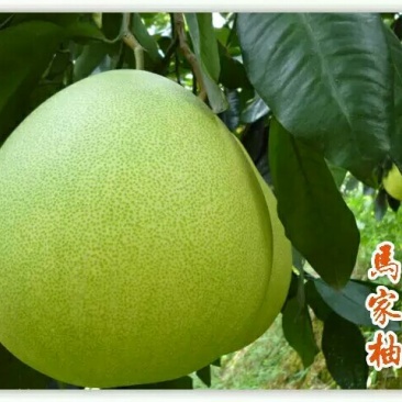 广丰大南马家柚