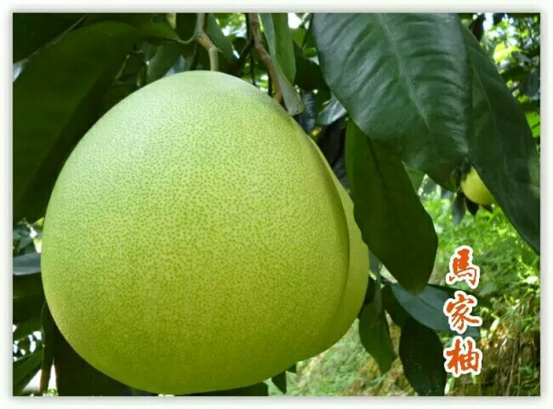 广丰大南马家柚