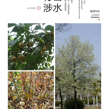 山西杜梨苗嫁接梨树专用苗也可荒山绿化成活率高
