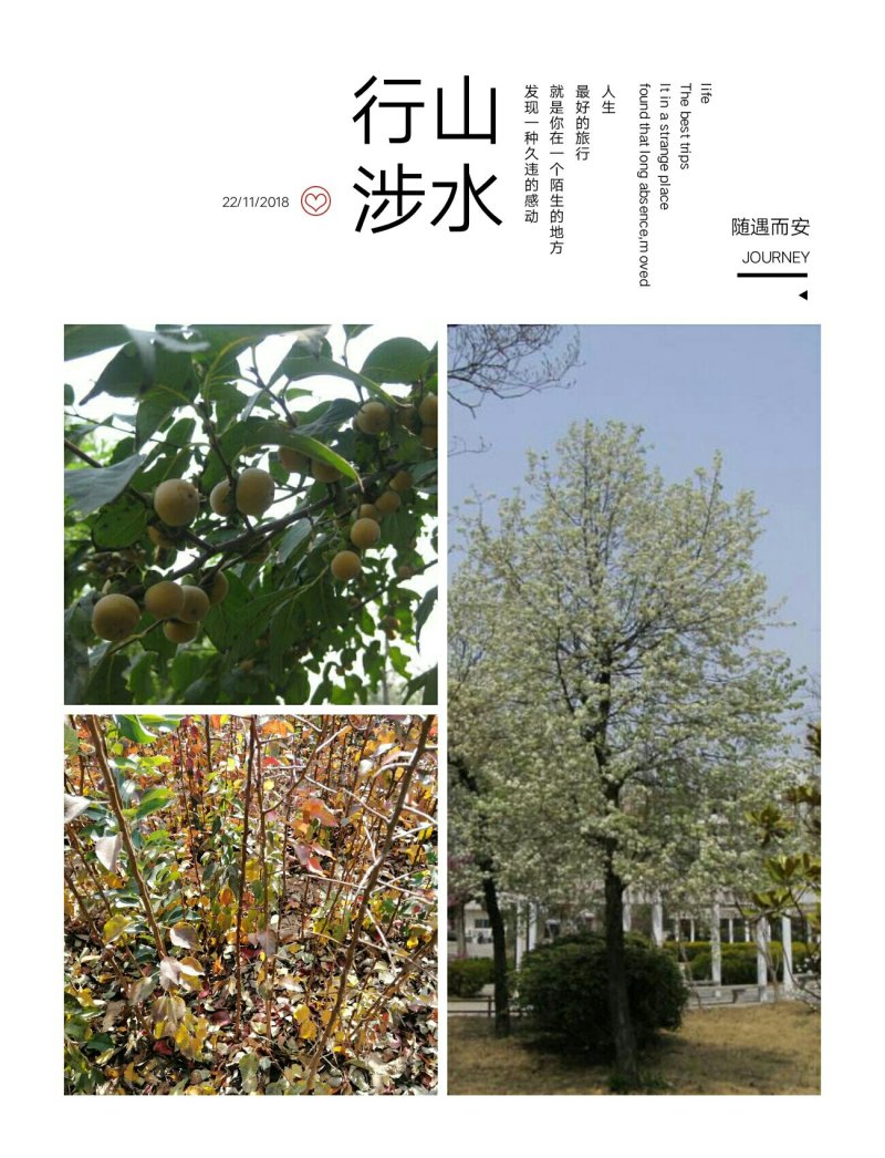 山西杜梨苗嫁接梨树专用苗也可荒山绿化成活率高