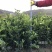 纽荷尔脐橙苗/树人农林/纯度和品质保证，签订合同技术指导