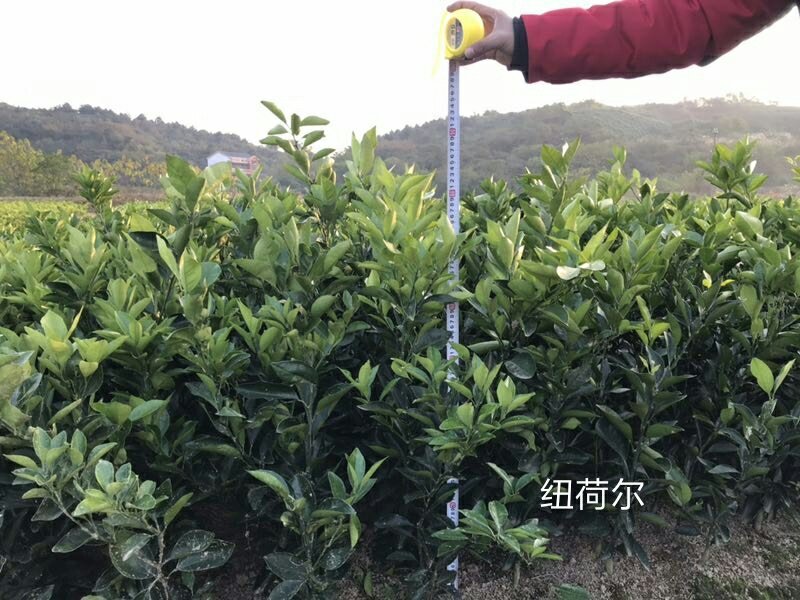 纽荷尔脐橙苗/树人农林/纯度和品质保证，签订合同技术指导
