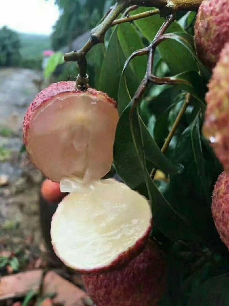 无核荔枝苗两年苗荔枝苗荔枝树苗广西荔枝树苗