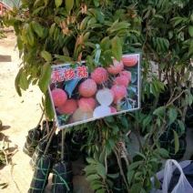 无核荔枝苗两年苗荔枝苗荔枝树苗广西荔枝树苗