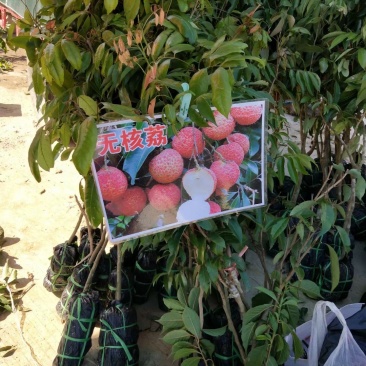 无核荔枝苗两年苗荔枝苗荔枝树苗广西荔枝树苗