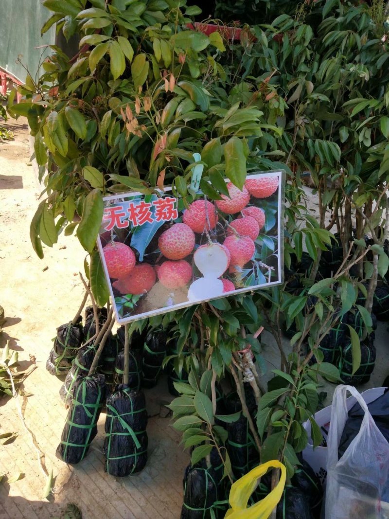 无核荔枝苗两年苗荔枝苗荔枝树苗广西荔枝树苗