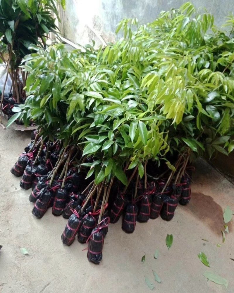 无核荔枝苗两年苗荔枝苗荔枝树苗广西荔枝树苗