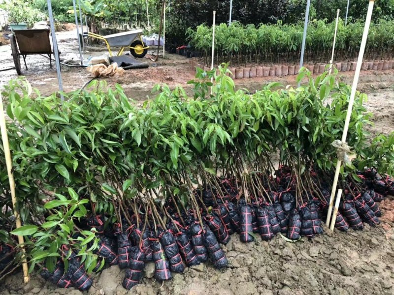 无核荔枝苗两年苗荔枝苗荔枝树苗广西荔枝树苗