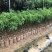无核荔枝苗两年苗荔枝苗荔枝树苗广西荔枝树苗