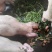 香肠/腊肉