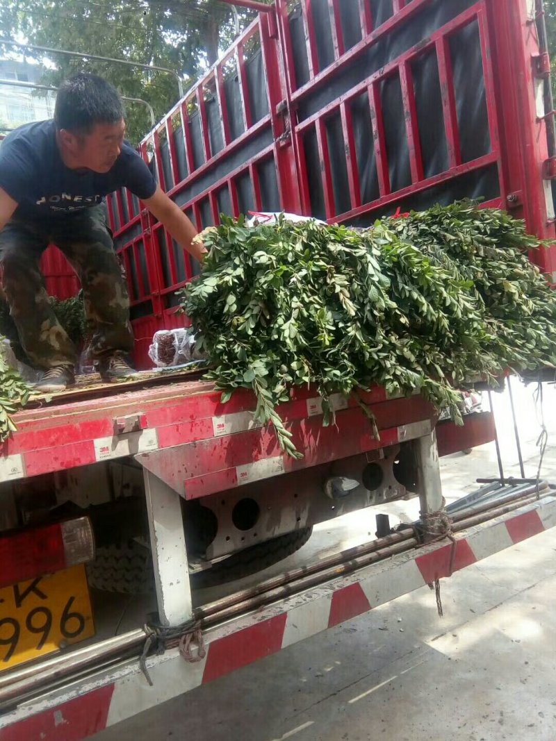 农大优系钙果苗成活率高，个大，口感好