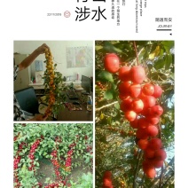 农大优系钙果苗成活率高，个大，口感好