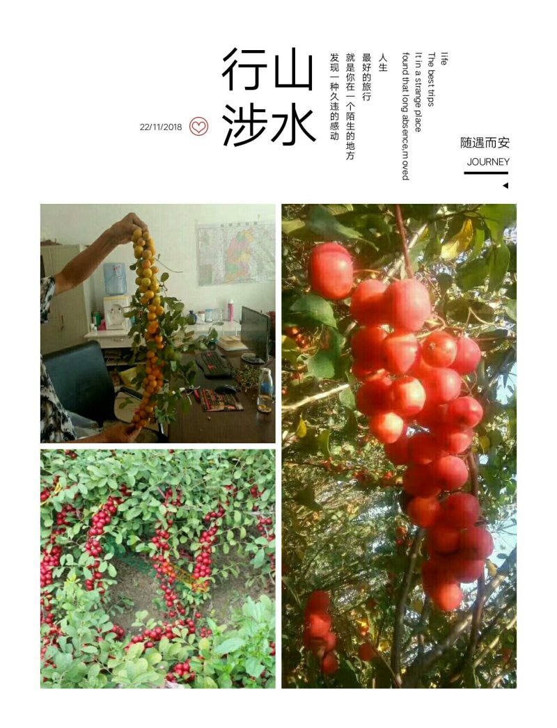 农大优系钙果苗成活率高，个大，口感好