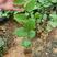 西瓜百香果苗一年苗品种纯正销往全国。大量批发。