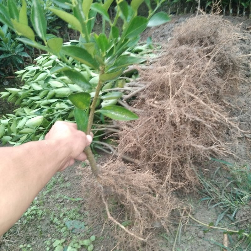柠檬粘木大果品种皇帝柑（贡柑）苗，基地直供，欢迎参观惠顾