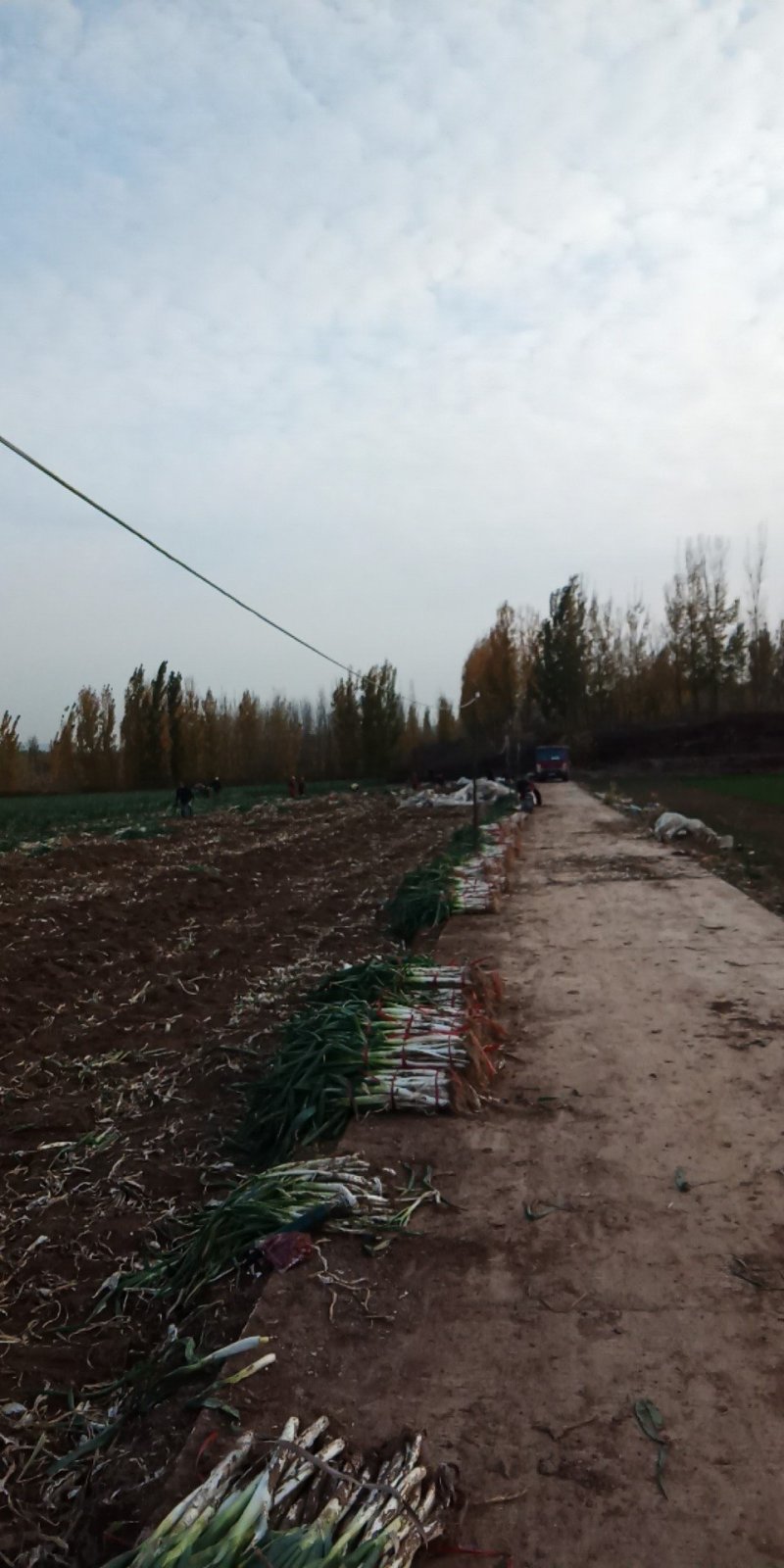 章丘大葱，自产自销，有挖葱机，包捆包装车