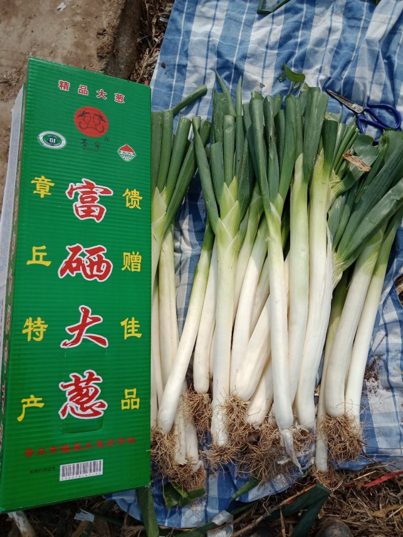 章丘大葱，自产自销，有挖葱机，包捆包装车