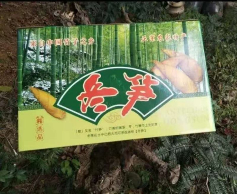 冬笋