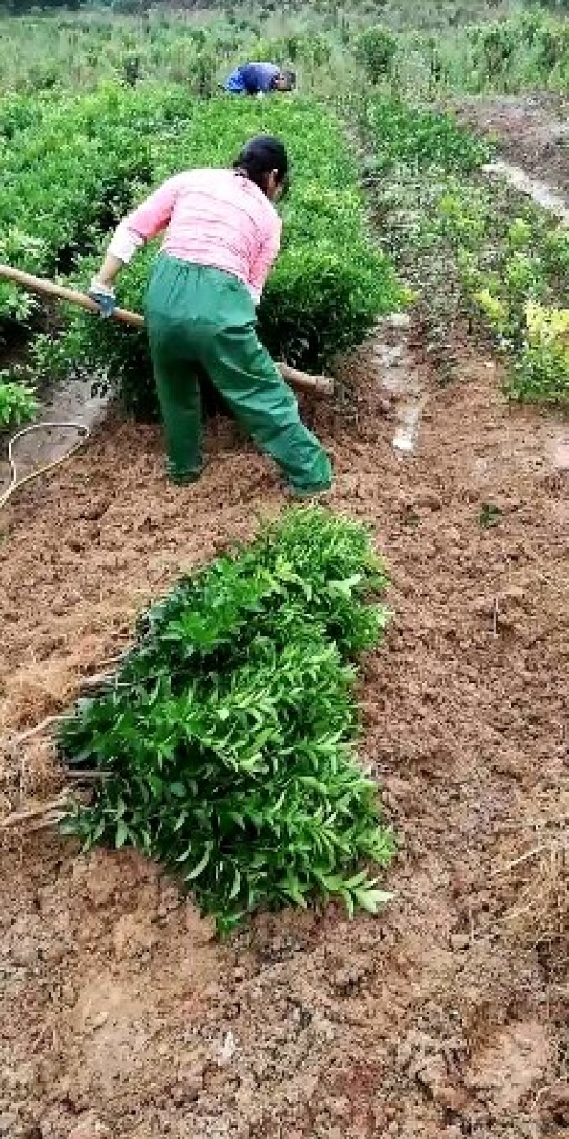 沙糖桔苗精品一级苗包邮（高产，免费枝术支持）