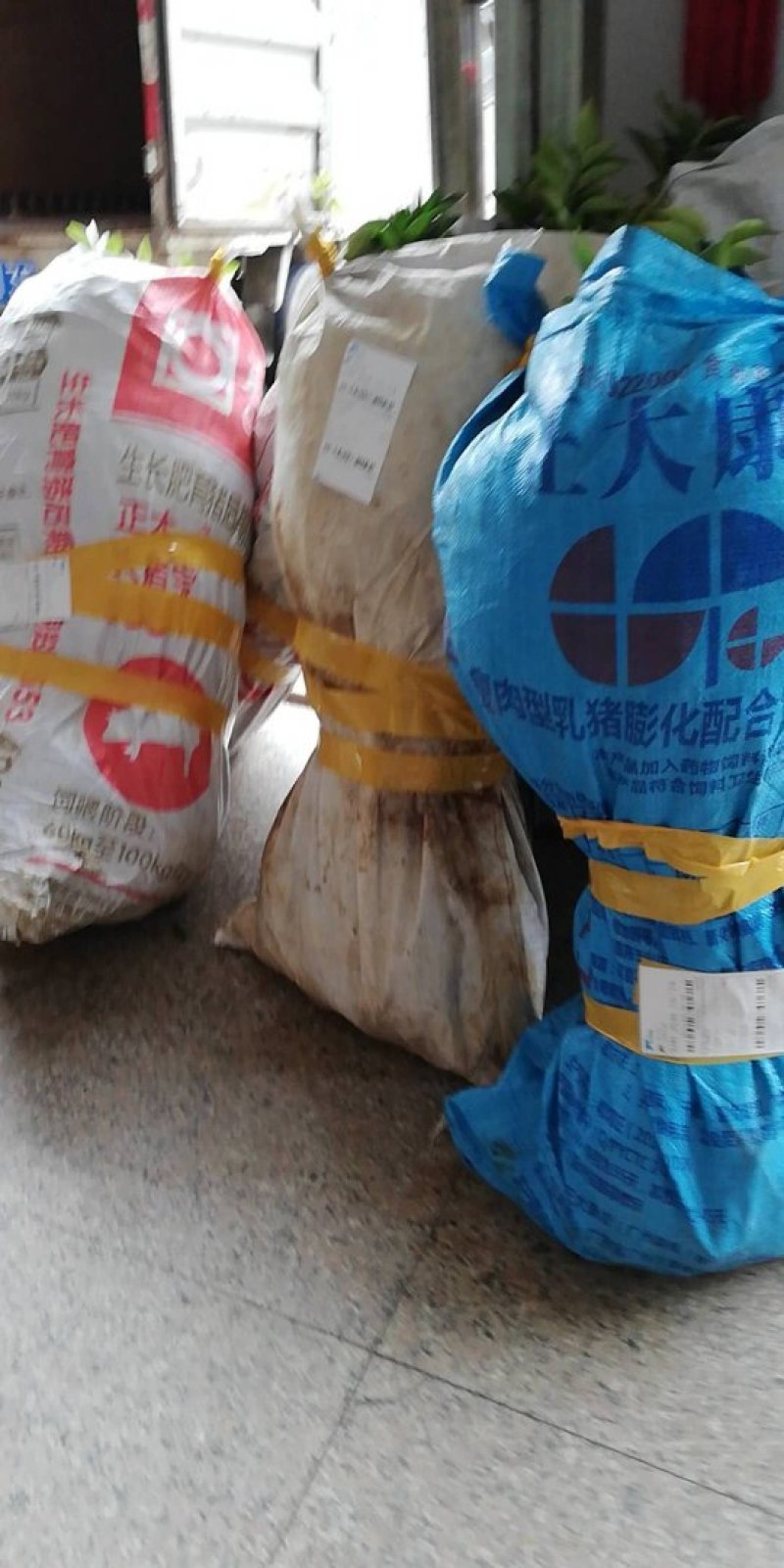 沙糖桔苗精品一级苗包邮（高产，免费枝术支持）