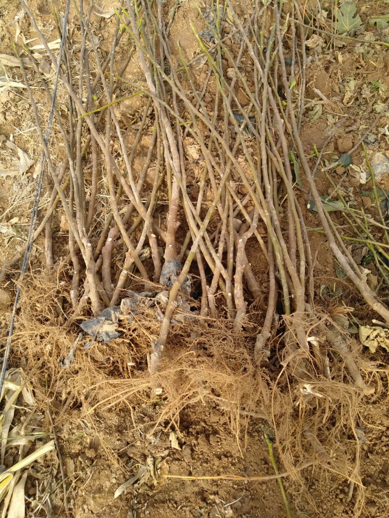 无花果树