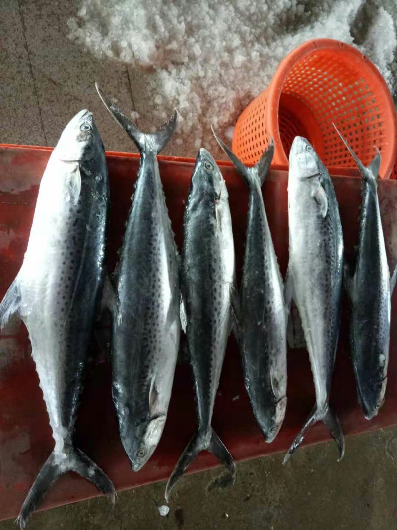 冰鲜大马鲛鱼