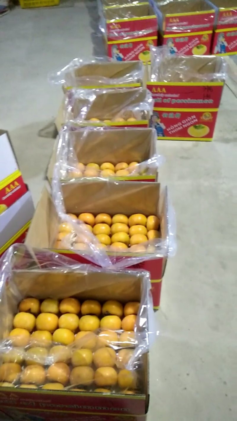 泰国越南俄罗斯等出口精品柿子，瑶山脆柿大红柿子