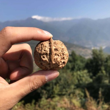 【牛商】薄皮核桃云南高山薄皮大泡核桃饱满价格优惠