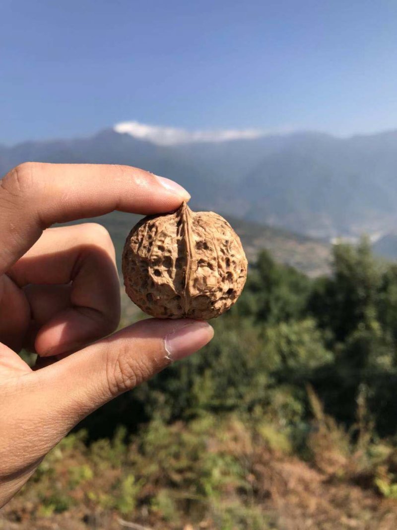 【牛商】薄皮核桃云南高山薄皮大泡核桃饱满价格优惠