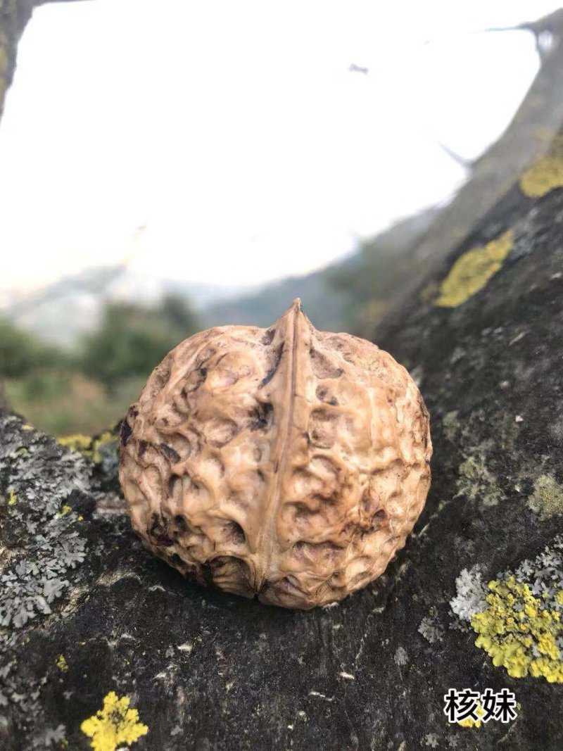 【牛商】薄皮核桃云南高山薄皮大泡核桃饱满价格优惠