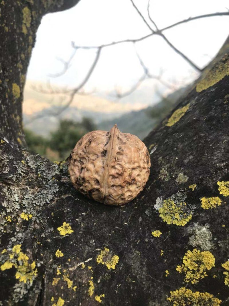 【牛商】薄皮核桃云南高山薄皮大泡核桃饱满价格优惠