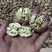 【牛商】薄皮核桃云南高山薄皮大泡核桃饱满价格优惠