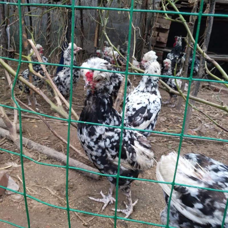 贵妃鸡母鸡