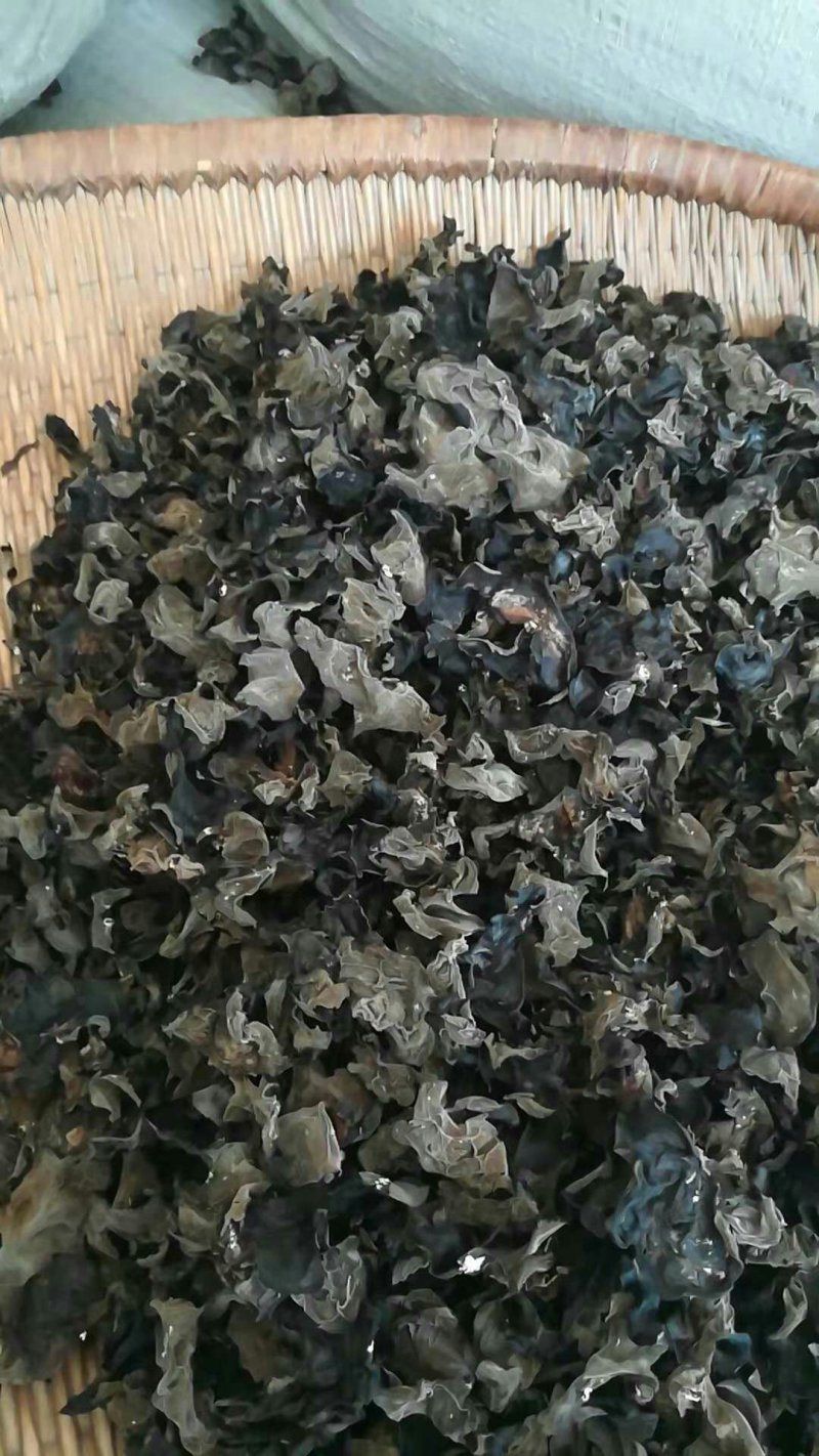 云南深山老林木耳产地大量批发木耳干品量大从优