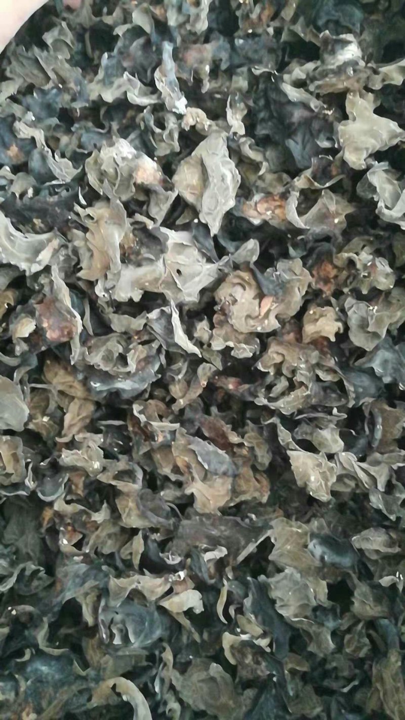 云南深山老林木耳产地大量批发木耳干品量大从优