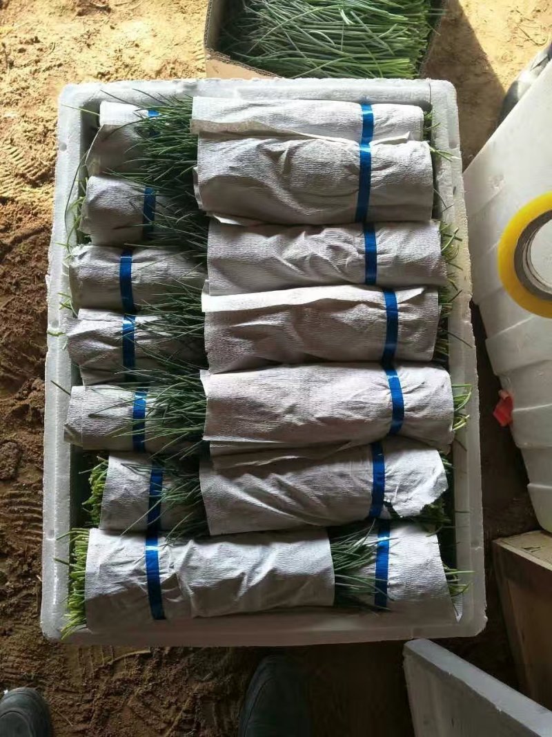 新鲜沙葱，头茬。速冻冰鲜沙葱。