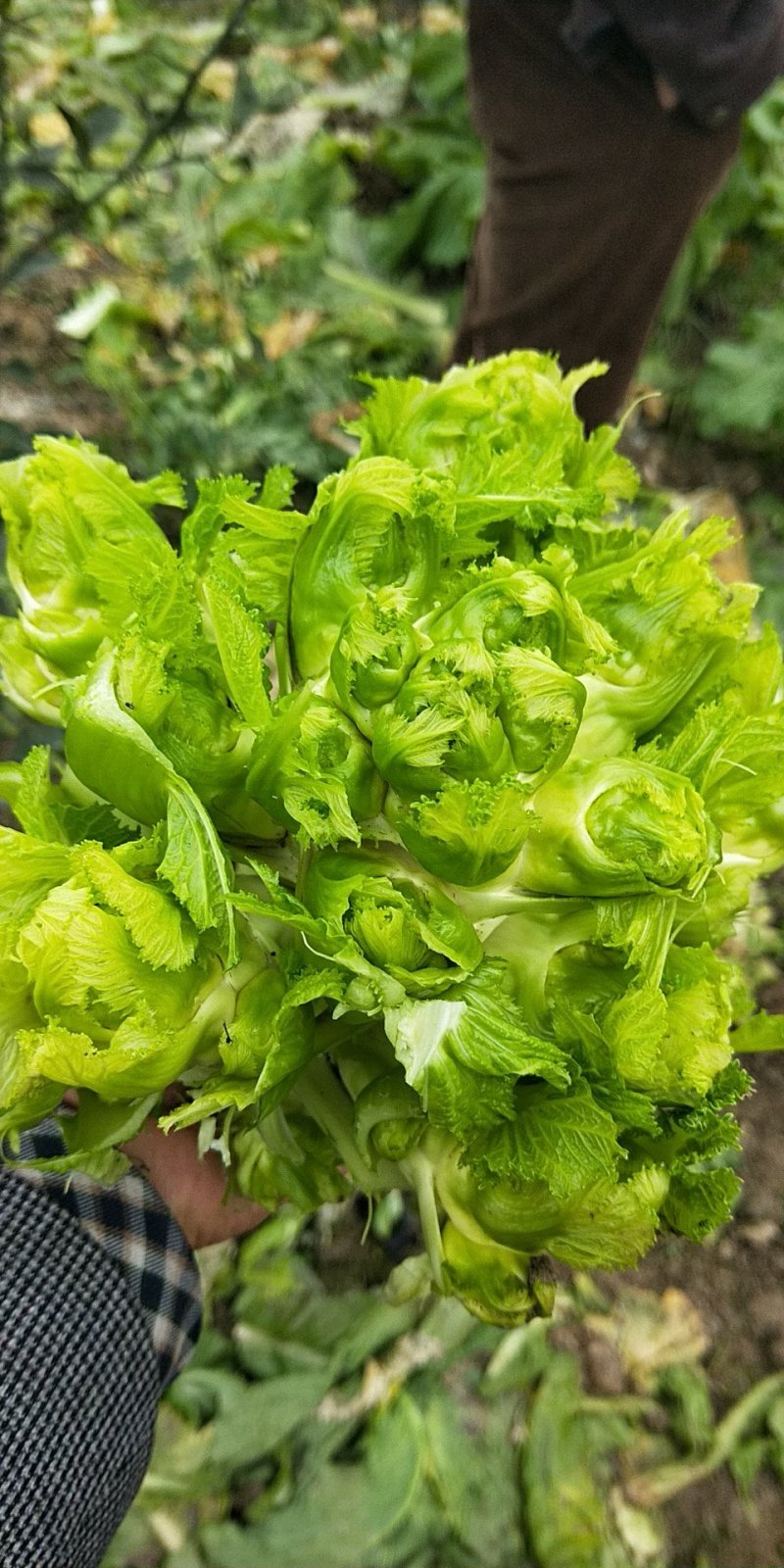 娃娃菜