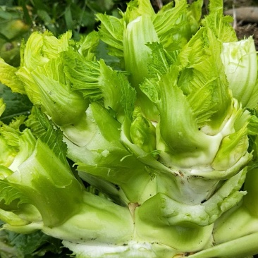 娃娃菜