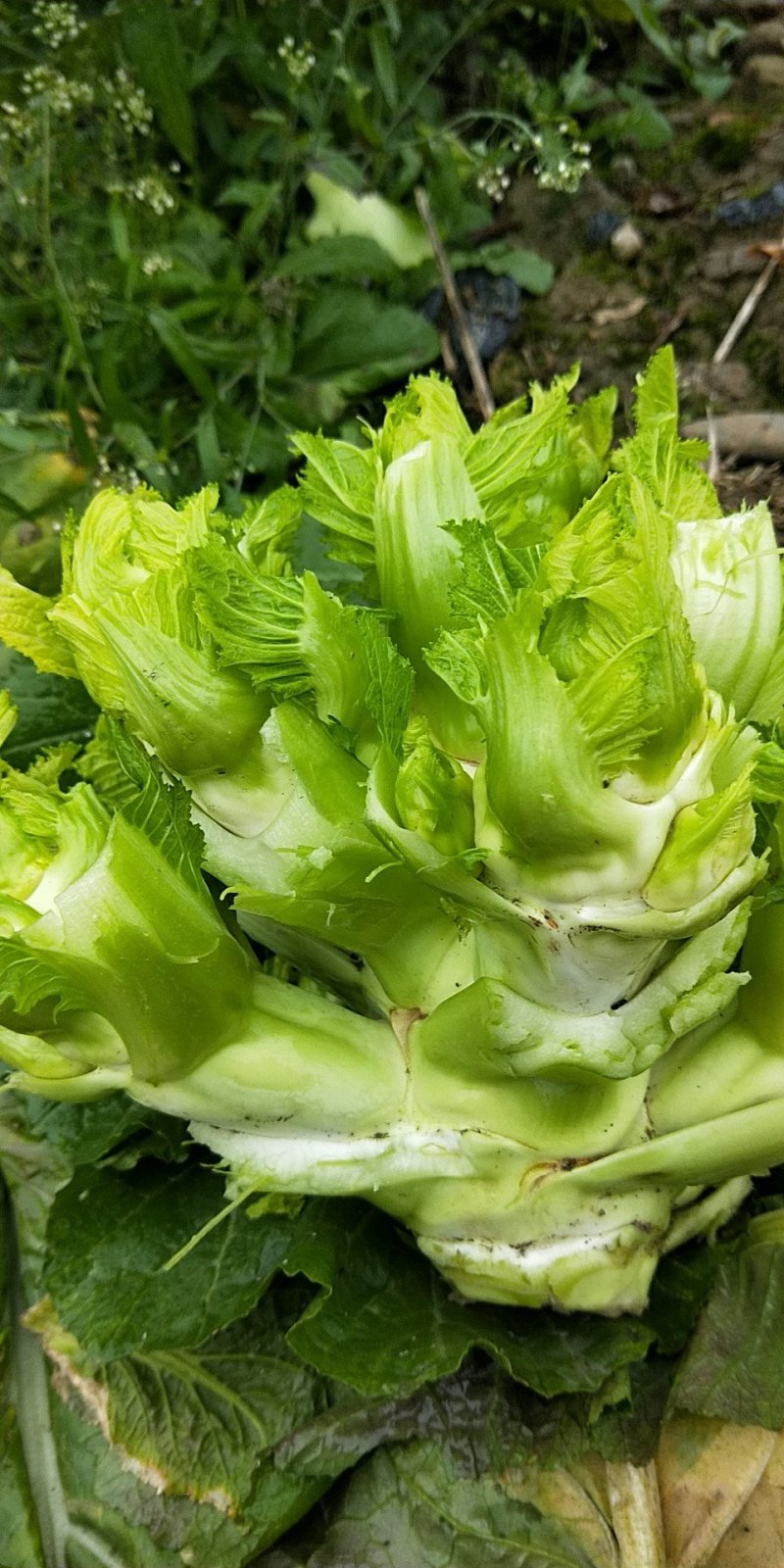 娃娃菜